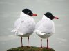 Mediterranean Gull at Westcliff Seafront (Steve Arlow) (61624 bytes)